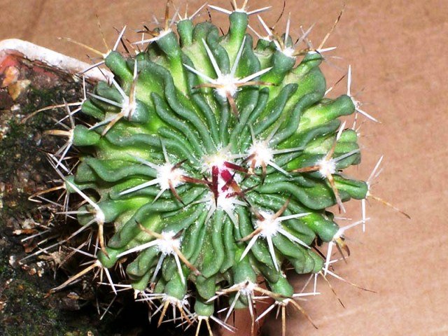 Echinofossulocactus